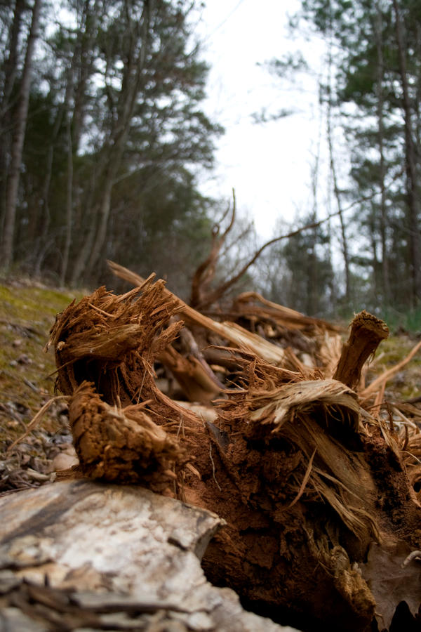 Mangled by photodragon on DeviantArt