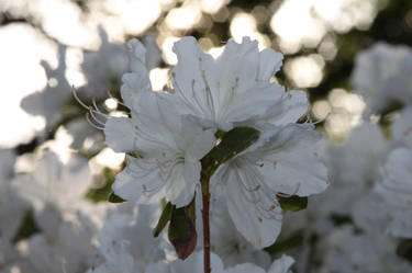 Spring 2015, white flowers during sunset