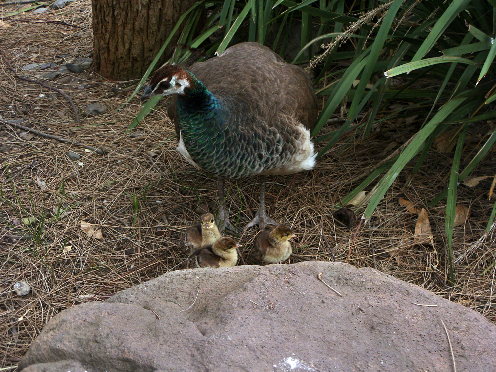 Mum and Bubs