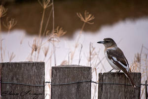 Butcher Bird by ElocinImages