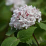 Viburnum Carlesii Aurora