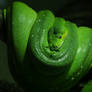 Green Tree Python  2171