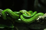 Green Ratsnake by BiBiARTs