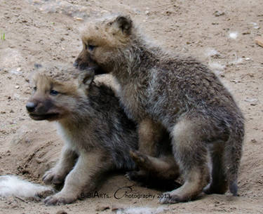 Wolf Puppies