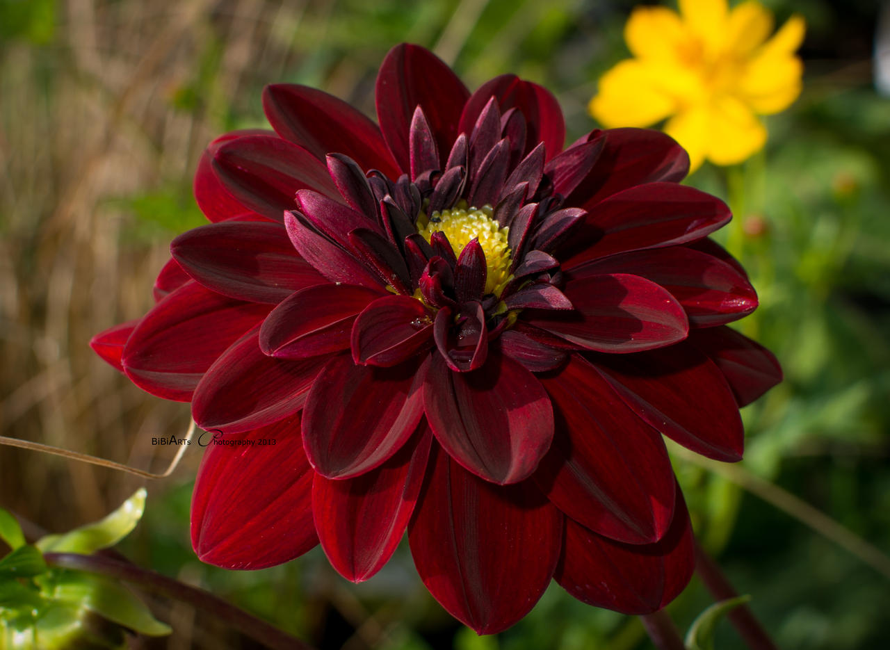 Dahlia Philippe 0460