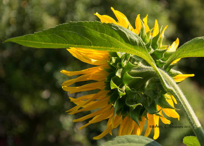 Helianthus Annuus D71-5044