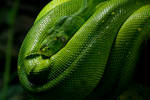 Morelia Viridis Snake D71-4235 by BiBiARTs