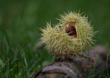 Chestnut  D71-5958