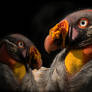 Two in One - King vulture