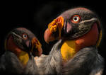 Two in One - King vulture