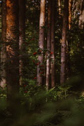 Vogelbeeren im Wald