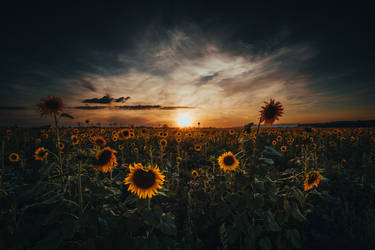 Sonnenblumen im Sonnenuntergang