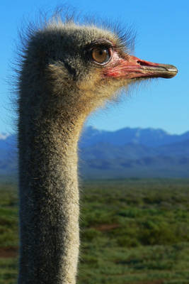 Ostrich