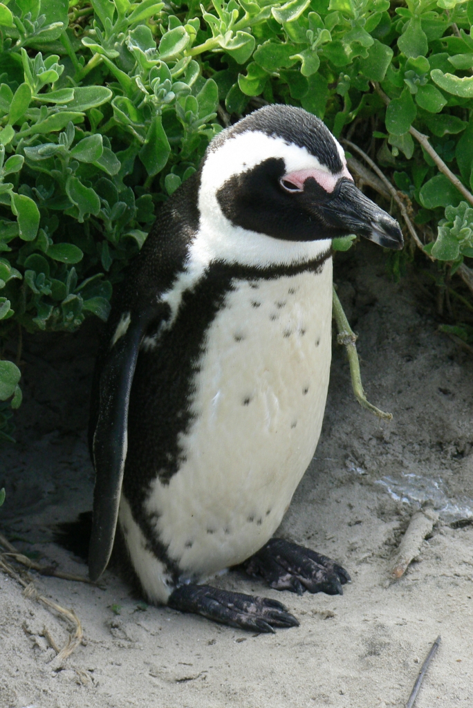 Penguin