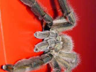Psalmopoeus Cambridgei spider