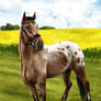 Commission: Horse Fullbody + Speedpaint Video