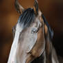 Commission: Horse Portrait
