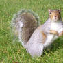 Squirrel 04