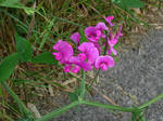 Sweet Peas With Droplets by Pyrosaint-Stox