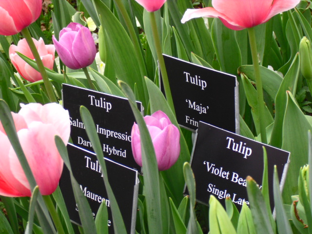 Tulips