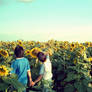 Campo de Girasoles I