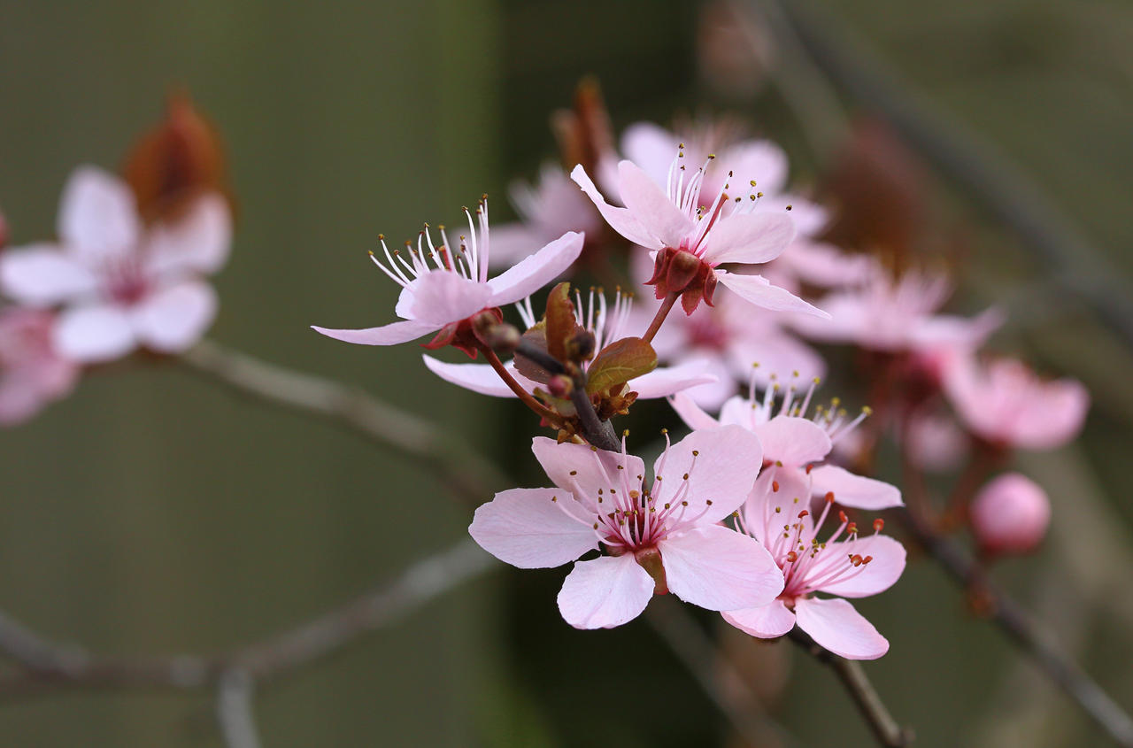 Blossom