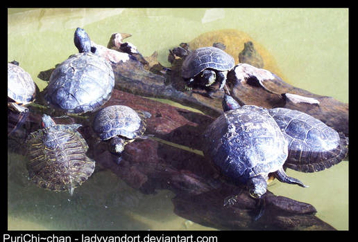 Turtles