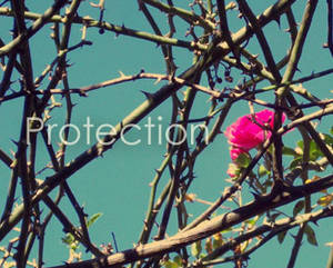 Flower IV - Protection II