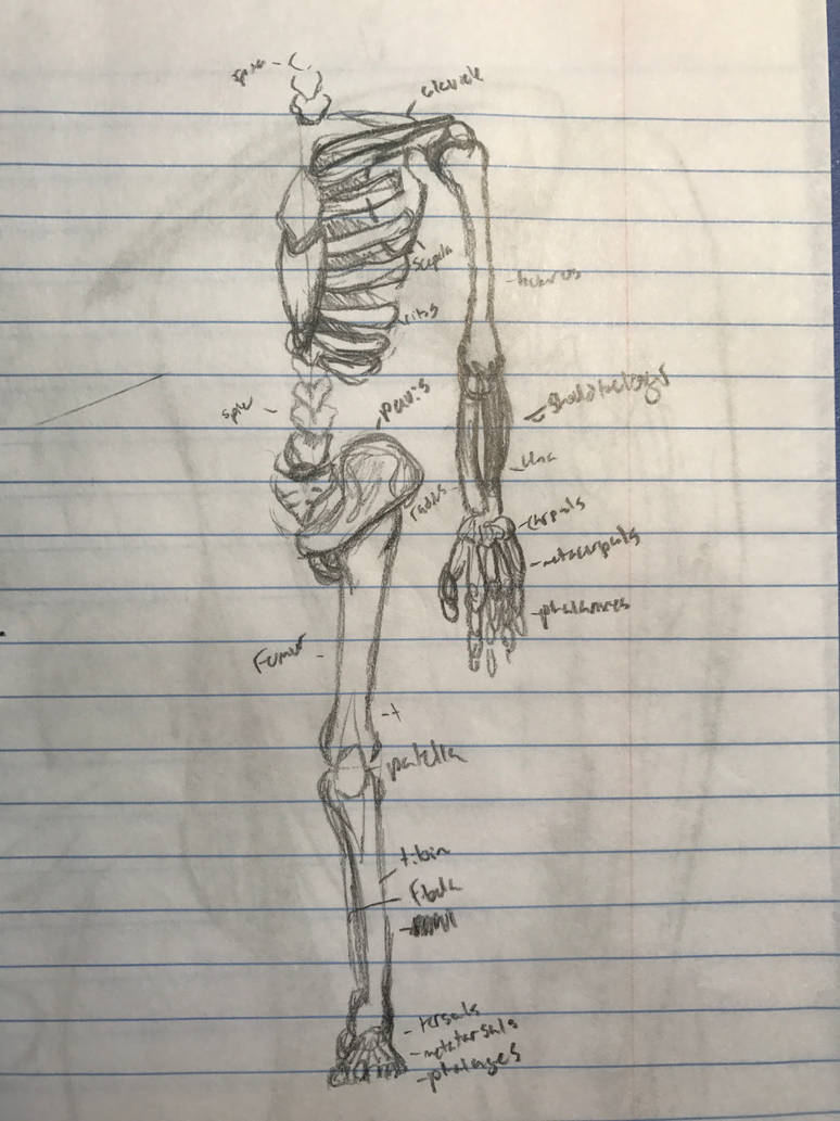 Not anatomically correct skeleton by LabSister on DeviantArt