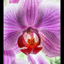 Moth Orchid