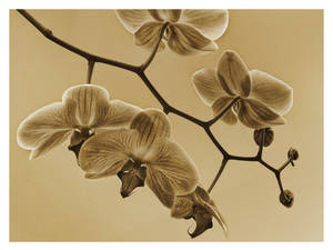 Moth Orchid III