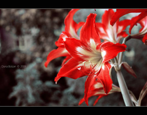 Red Cape Lily