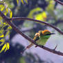 bee eater 2