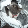 Lilly inside a mail bag lol