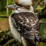 Kookaburra