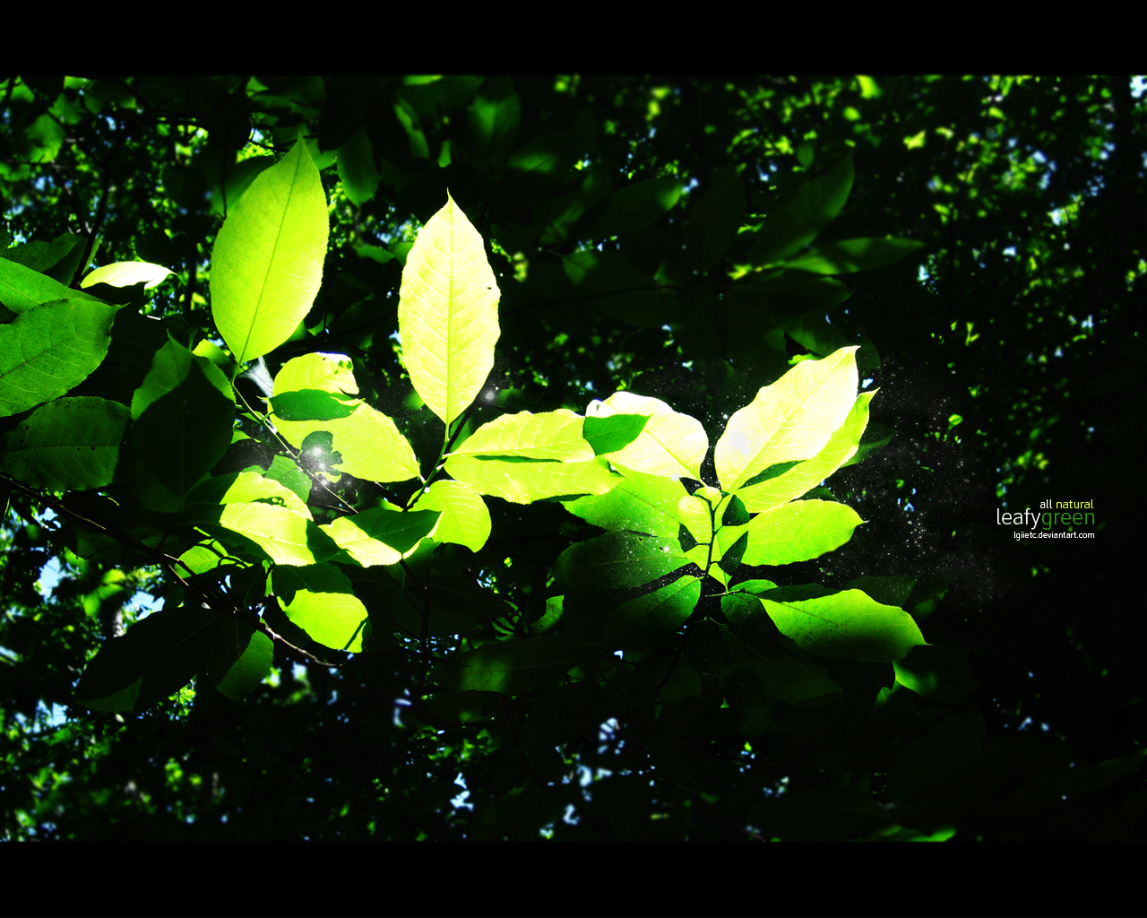 Leafy Green Full Screen