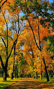 Autumn alley