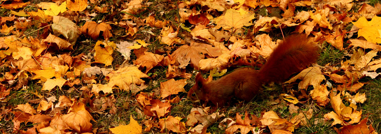 Squirrel in golden autumn