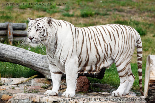 White bengal tiger