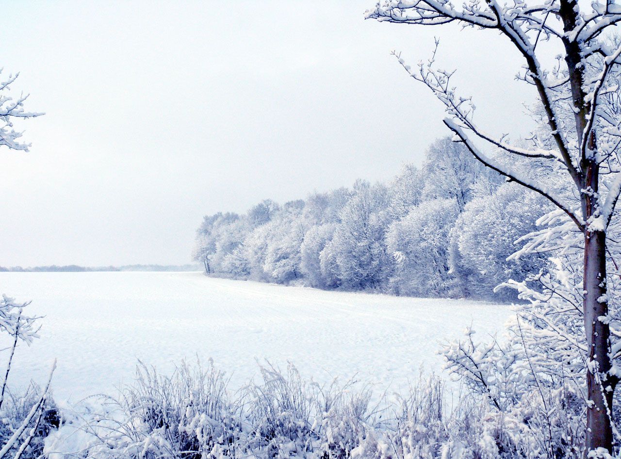 Winter Forest at Putbus ... at Brothers Grimm :)