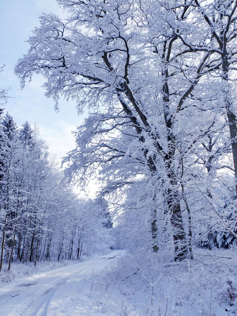 Winter Forest at Putbus