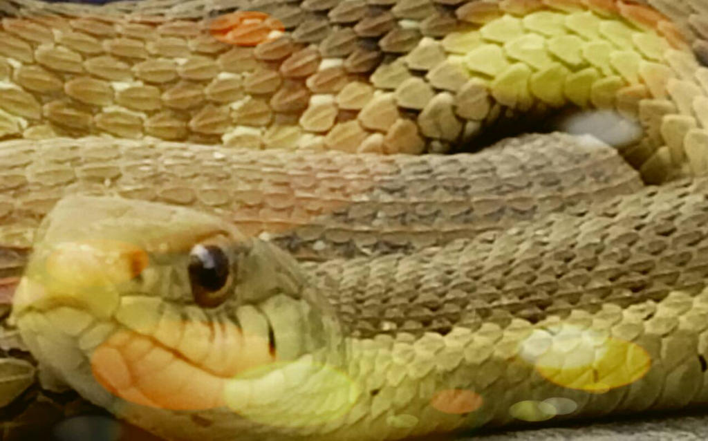 The Snake In My Backyard By Akolojek On Deviantart
