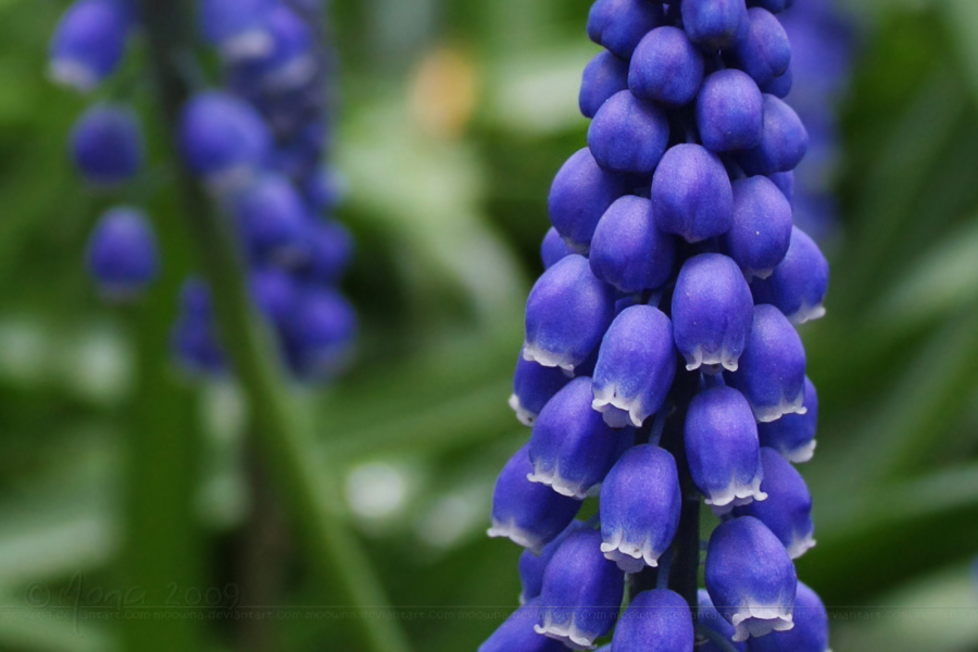 Little blue grapes