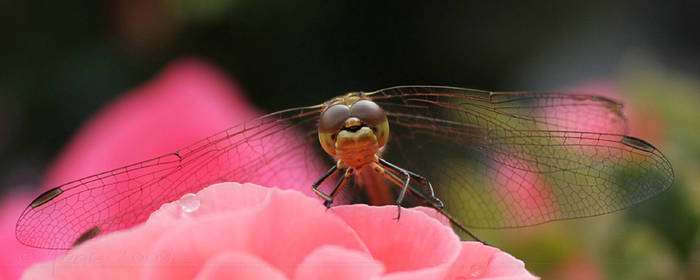 Dragonfly