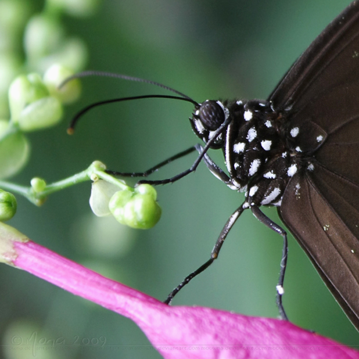 Euploea core