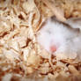 Dwarf Hamster White Roborovski