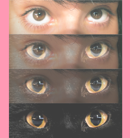 Cat eyes