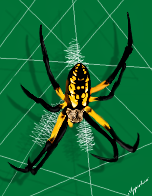 Spider Insect Deviantart Spider Spider by The-Apparition on DeviantArt