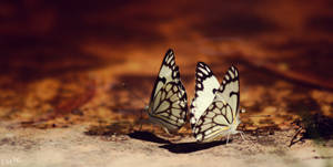 Two Butterflies