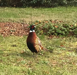 Pheasant